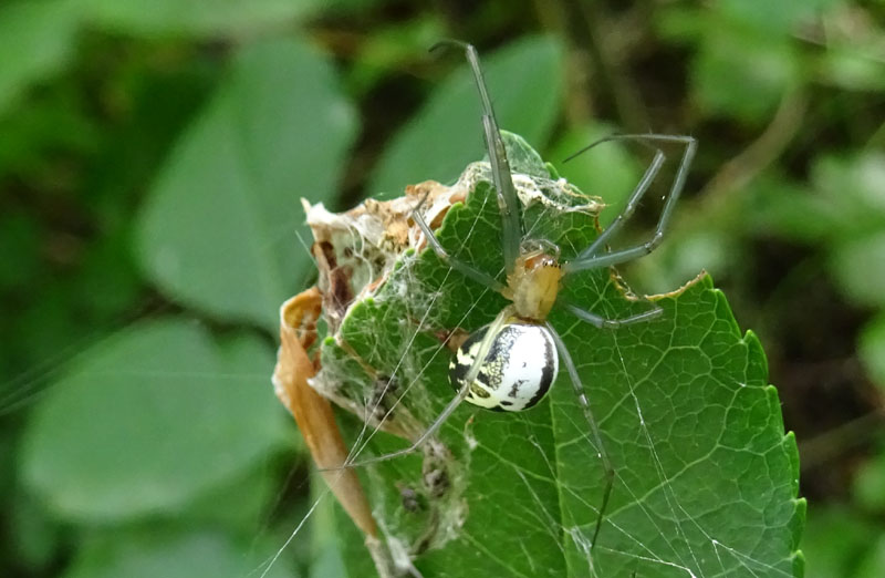 Neriene emphana - Garniga (TN)